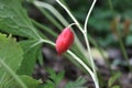Podophyllum Hexandrum. The fruit of himalayan may apple, also known as the indian may apple. Royalty Free Stock Photo