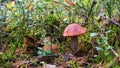Podosinovik mushroom in the forest Royalty Free Stock Photo