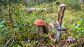 Podosinovik mushroom in the forest Royalty Free Stock Photo