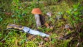 Podosinovik mushroom in the forest Royalty Free Stock Photo