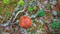 Podosinovik mushroom in the forest Royalty Free Stock Photo