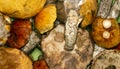 Podosinoviki and podberezoviki mushrooms.Fresh forest mushrooms.Background mushrooms