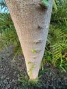 podosphaera rhodanthemum deep yellow wood tree trunk