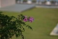 Podranea ricasoliana called pink trumpet vine