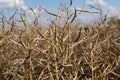 Pods of dried ripe rapeseed in the field before harvest. Raw materials for oil and biofuels