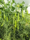Pods of fresh green peas growing in the garden Royalty Free Stock Photo