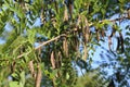 Fruits on the branches of acacia