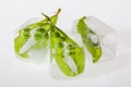 Pods of green pea in ice