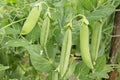 Pods of green peas on a branch. Natural organic vegetables grow in the garden Royalty Free Stock Photo