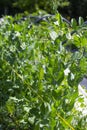 Pods of green peas growing on a garden bed, vertically. Beautiful close-up of green fresh peas and pea pods. Royalty Free Stock Photo