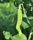 Pods green peas growing Royalty Free Stock Photo