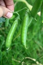 Pods of the green peas in the hand in the garden. Royalty Free Stock Photo