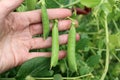 Pods of the green peas in the hand in the garden. Royalty Free Stock Photo