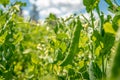 Pods with green peas in organic quality on the field on the farm Royalty Free Stock Photo