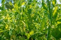 Pods with green peas in organic quality on the field on the farm Royalty Free Stock Photo