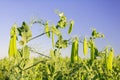 Pods with green peas ripen in a pea field Royalty Free Stock Photo