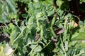 Pods with green peas ripen in a pea field. Pods of young green peas on a stalk in the light of the sun Royalty Free Stock Photo