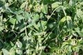 Pods with green peas ripen in a pea field. Pods of young green peas on a stalk in the light of the sun Royalty Free Stock Photo