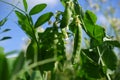 Pods of green peas among green shoots and foliage. Ecological products in the garden. Cultivation of organic legumes Royalty Free Stock Photo