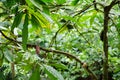 Pods growing on cocao tree Royalty Free Stock Photo