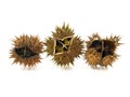 Pods of Jimson Weed, Datura stramonium Royalty Free Stock Photo