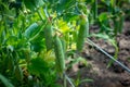 The pods of juicy green peas hang on the pea plant. Healthy peas growing in garden beds close-up. selective focus. Royalty Free Stock Photo