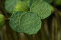 Pods of lotus Royalty Free Stock Photo