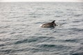 Pods of Oceanic dolphins or Delphinidae playing in the water