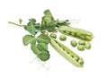 Pods of peas on a white background Royalty Free Stock Photo