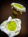 pods and pollen of white lotus Royalty Free Stock Photo