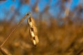 Pods of ripe soybeans in a field in autumn on a sunny day