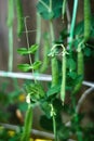 Pods of runner beans growing in garden, summer vegetable harvest Royalty Free Stock Photo