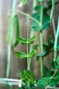Pods of runner beans growing in garden, summer vegetable harvest Royalty Free Stock Photo