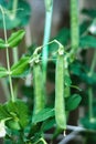 Pods of runner beans growing in garden, summer vegetable harvest Royalty Free Stock Photo