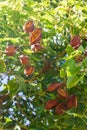 Pods with seeds on the branches of a Brachychiton tree Royalty Free Stock Photo