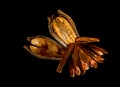 Pods and seeds of Mahogany on black background