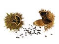 Pods and seeds of Jimson Weed, Datura stramonium