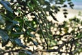 The green pod of Sophora tomentosa on the beach