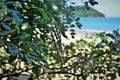 Green pod of Sophora tomentosa growing on the beach