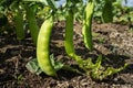 Pods of young green peas growing on a bed Royalty Free Stock Photo