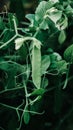 Pods of young green peas growing on a bed Royalty Free Stock Photo