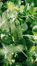 Pods of young green peas growing on a bed Royalty Free Stock Photo