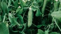 Pods of young green peas growing on a bed Royalty Free Stock Photo
