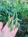 Pods of young peas in woman's hand against the background of garden bed with pea bushes. Close-up. Royalty Free Stock Photo