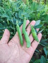 Pods of young peas in a woman's hand against the background of a garden bed with pea bushes. Close-up. Royalty Free Stock Photo