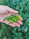 Pods of young peas in a woman's hand against the background of a garden bed with pea bushes. Close-up. Royalty Free Stock Photo