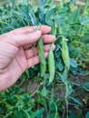 Pods of young peas in a woman's hand against the background of a garden bed with pea bushes. Close-up. Royalty Free Stock Photo