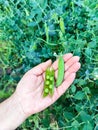 Pods of young peas in a woman's hand against the background of a garden bed with pea bushes. Close-up. Royalty Free Stock Photo