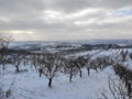 Podunavlje district winter 2021 scenery peach orchard Royalty Free Stock Photo
