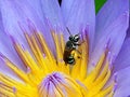 Bee on bollen Royalty Free Stock Photo